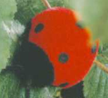 KÖSEN Ladybug - Click Image to Close