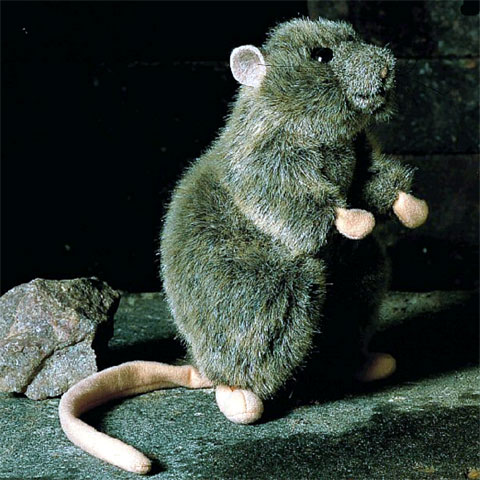 KÖSEN Rat "Rudi" - Click Image to Close